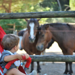 Parco Naturale di Cervia: animali, natura e...ritrovarsi bambini
