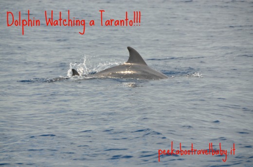 Vedere i delfini a Taranto